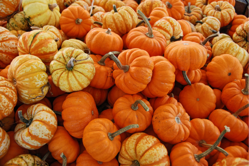 A pile of mini pumpkins